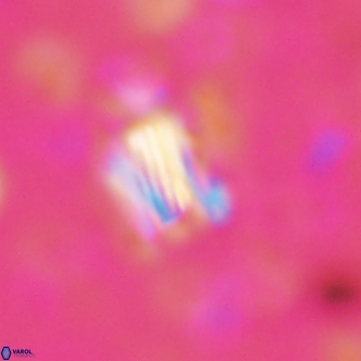 Conusphaera rothi rothii 1252