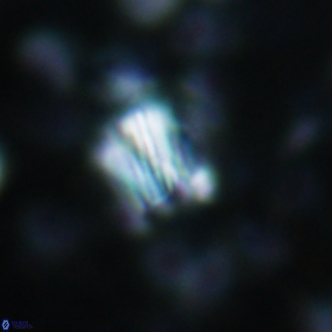 Conusphaera rothi rothii 1253