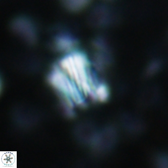 Conusphaera rothi rothii 1253