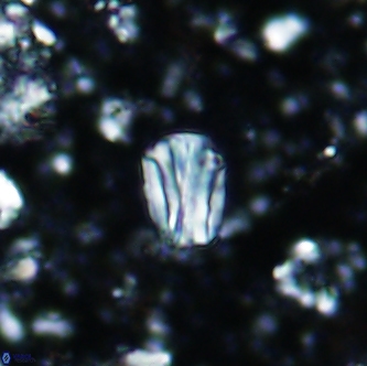 Conusphaera rothi rothii 1254