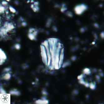 Conusphaera rothi rothii 1254