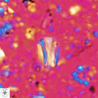 Conusphaera rothi rothii 1255