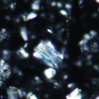 Conusphaera rothi rothii 1257