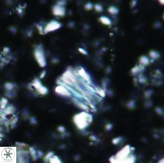 Conusphaera rothi rothii 1257