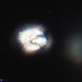 Conusphaera rothi rothii 19337