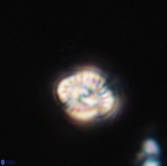 Conusphaera rothi rothii 19340