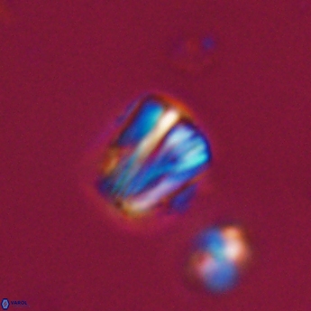 Conusphaera rothi rothii 19342