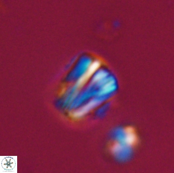 Conusphaera rothi rothii 19342