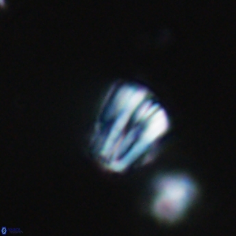 Conusphaera rothi rothii 19343