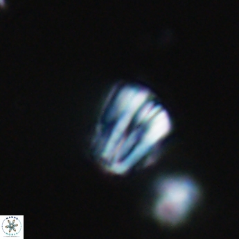 Conusphaera rothi rothii 19343