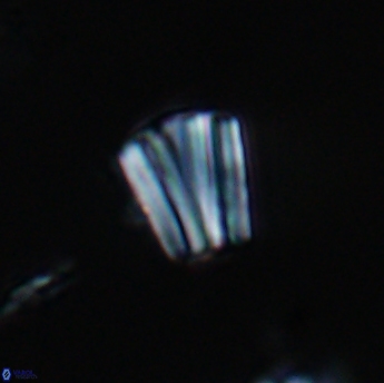 Conusphaera rothi rothii 19345