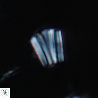 Conusphaera rothi rothii 19345