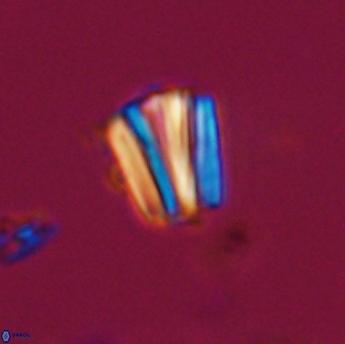 Conusphaera rothi rothii 19346