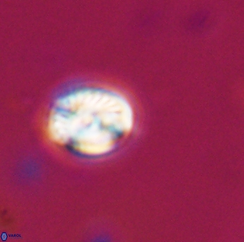 Conusphaera rothi rothii 19347