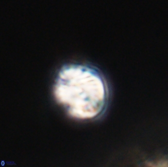 Conusphaera rothi rothii 19349