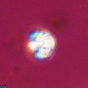 Conusphaera rothi rothii 19351