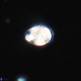 Conusphaera rothi rothii 19355