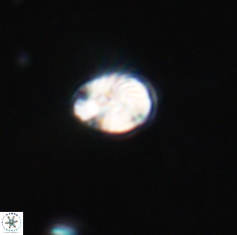 Conusphaera rothi rothii 19355