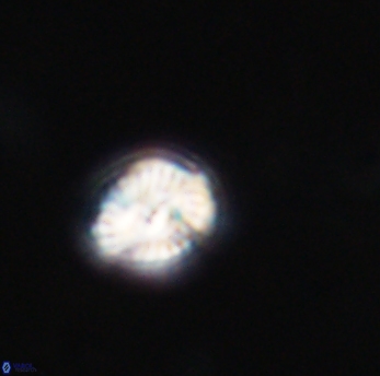 Conusphaera rothi rothii 19360