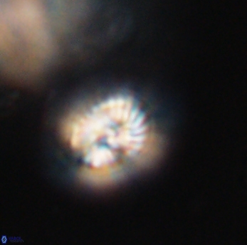 Conusphaera rothi rothii 19363