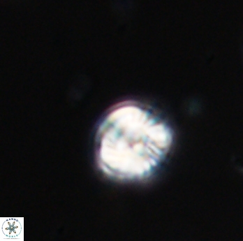 Conusphaera rothi rothii 19366