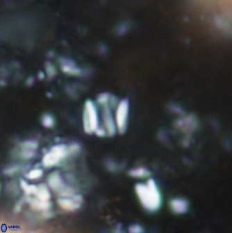 Conusphaera rothii minor 1374