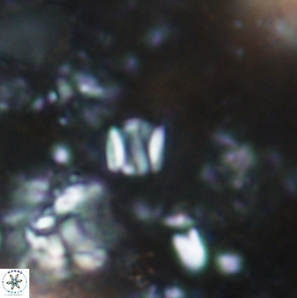 Conusphaera rothii minor 1374