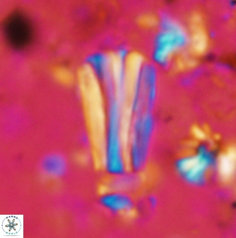 Conusphaera rothii rothii 1375