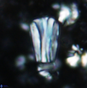 Conusphaera rothii rothii 1376