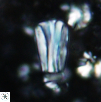 Conusphaera rothii rothii 1376