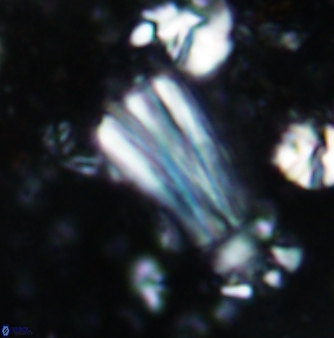 Conusphaera rothii rothii 1378