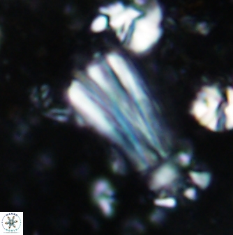 Conusphaera rothii rothii 1378
