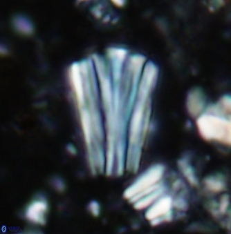 Conusphaera rothii rothii 1394