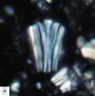 Conusphaera rothii rothii 1394