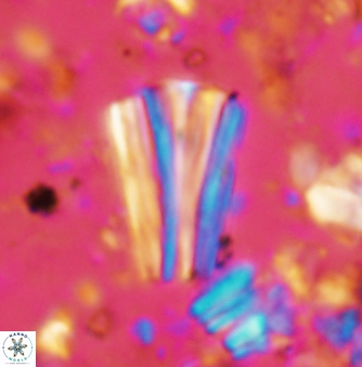 Conusphaera rothii rothii 1395