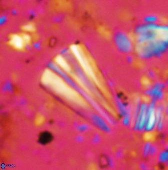 Conusphaera rothii rothii 1396