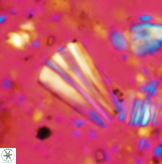 Conusphaera rothii rothii 1396