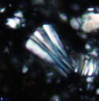 Conusphaera rothii rothii 1397