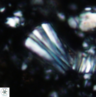 Conusphaera rothii rothii 1397