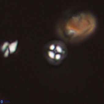 Coccolithus anulatus 68453