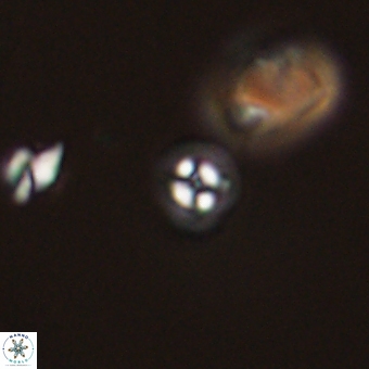 Coccolithus anulatus 68453