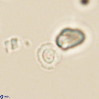 Coccolithus anulatus 68455