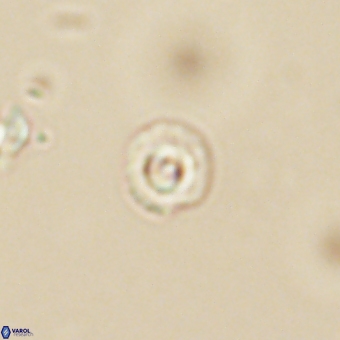 Coccolithus anulatus 68459