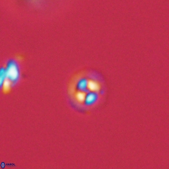 Coccolithus anulatus 68460
