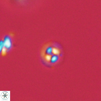 Coccolithus anulatus 68460