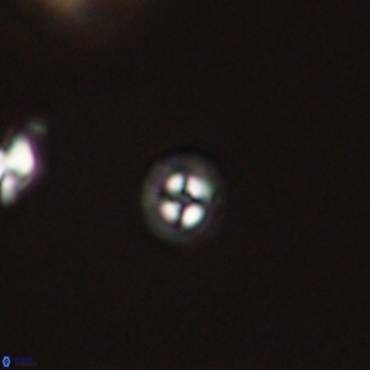 Coccolithus anulatus 68461