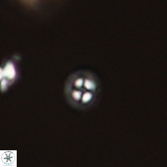 Coccolithus anulatus 68461