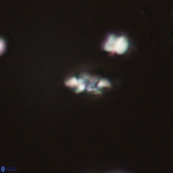 Coccolithus anulatus 68462