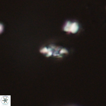 Coccolithus anulatus 68462
