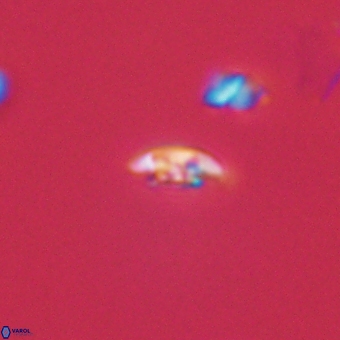 Coccolithus anulatus 68463